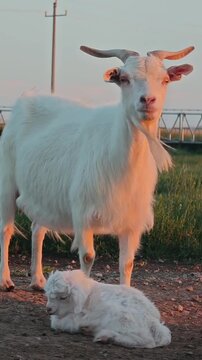 A mother goat stands guard over her newborn kid in the sunset light