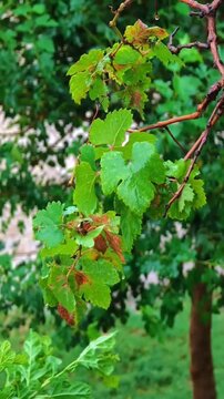 Fresh Green Grapevine Leaves After Spring Rain