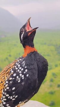 Stunning Satyr Tragopan Pheasant Portrait in Natural Habitat