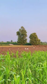 White Egrets Foraging in a Recently Plowed Agricultural Farm Field