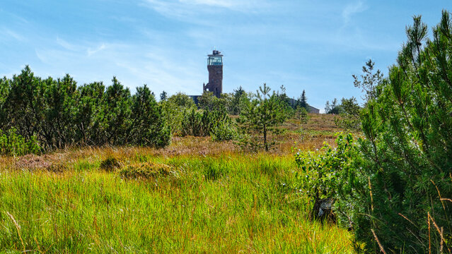 Blick zum  Hornisgrindeturm mit dem Torfmoos im Naturpark Nordschwarzwald