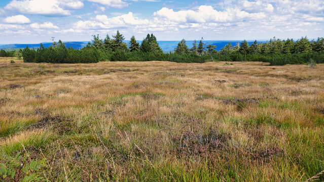 Das Torfmoos auf der Hornisgrinde im Naturpark Nordschwarzwald