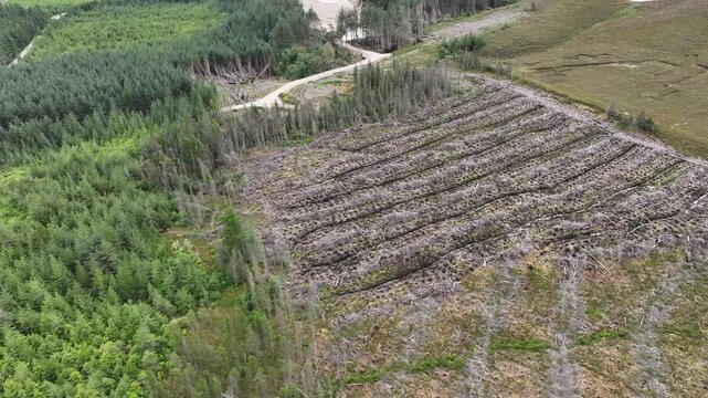 A highangle drone shot reveals the impact of industrialisation on a forest, showing rows of felled trees and cleared land next to standing timber.