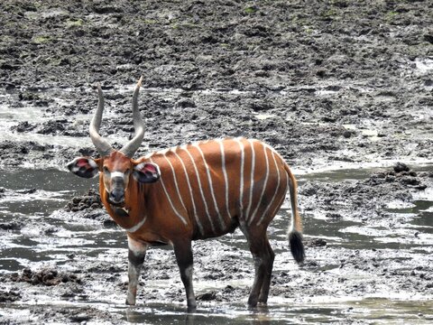 Portrait of a majestic male bongo antelope standing in the mud at a mineral lick in Dzanga-Sangha