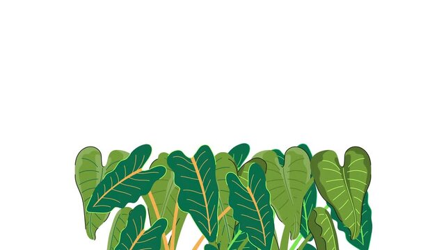 Taro leaves an animation video on white background