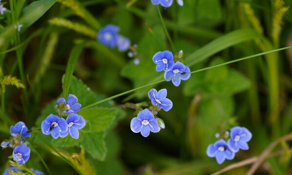 Zarte blaue Ehrenpreisbl&uuml;ten inmitten einer gr&uuml;nen Wiesenvegetation. Gamander-Ehrenpreis (Veronica chamaedrys)