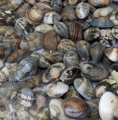 Fresh Market Clams: Mediterranean Abundance Natural Textures © jonnysek