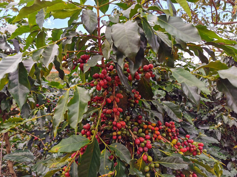 Ripe Red Arabica Coffee Cherries Growing on Tree Branch in Cau Dat, Lam Dong, Vietnam