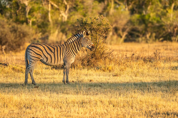Fototapeta premium Zebras grazing in groups at sunset in Mara triangle during migration season