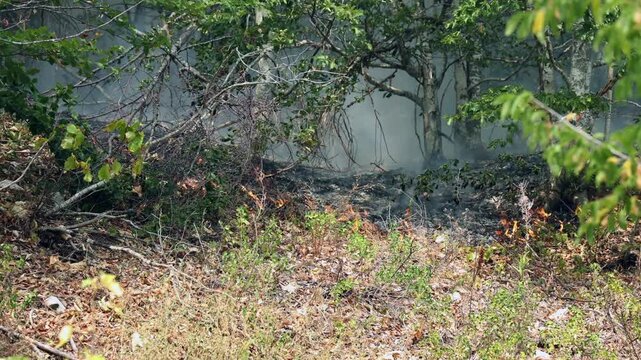 Wildfire Flames and Smoke Burning Through Forest. Flames and smoke spread across the forest floor during a wildfire, burning branches and vegetation between trees in a woodland area.