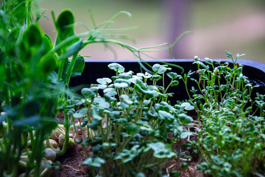 Close-up view of vibrant green microgreens growing in a tray with shallow depth of field
