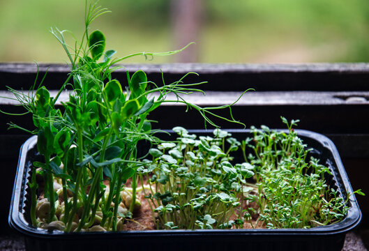 Freshly grown microgreens in a black plastic tray on a windowsill