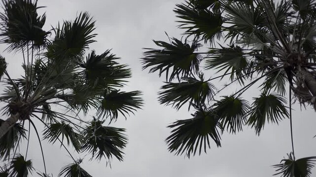 Low Angle View Of Sugar Palm Leaves