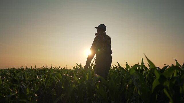 Farmer standing in corn field at sunset. Man wears cap and plaid shirt. Plants rise around silhouette of farmer. Evening sunlight touches plants and field. Farmer enjoying walking through corn rows.