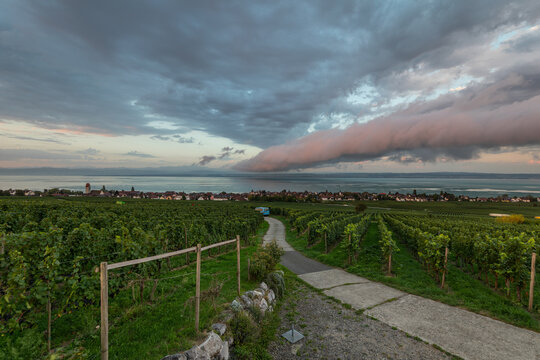 A rare stratocumulus volutus roll cloud forms over lush vineyards along Lake Constance during a dramatic dawn sunrise. Hagnau. Starenturm Lookout.