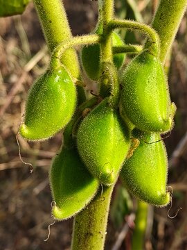 Martynia annua Green Fruits Commonly Known as Cats Claw or Devils Claw Plant