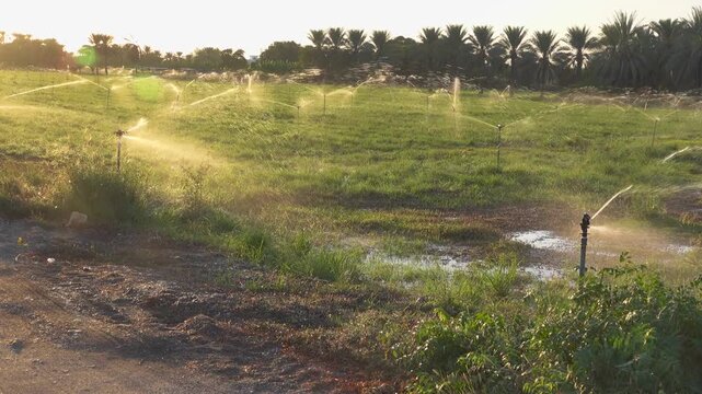 Sprinklers installed on a meadow site in the desert. Precious water in Oman. The Arabian Desert