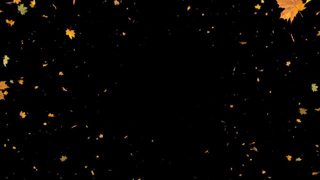 Seamless loop 3D animation of moderate autumn maple leaf fall flying to camera. Yellow, red and orange leaves particle overlay in 4K resolution with alpha channel transparent background.