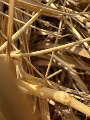straw in the wind © Lena