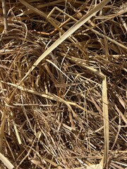 texture of hay © Lena