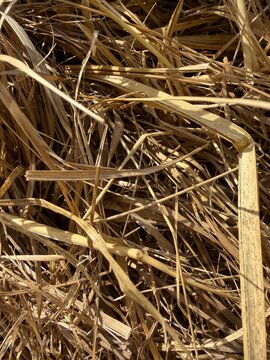 dry grass background