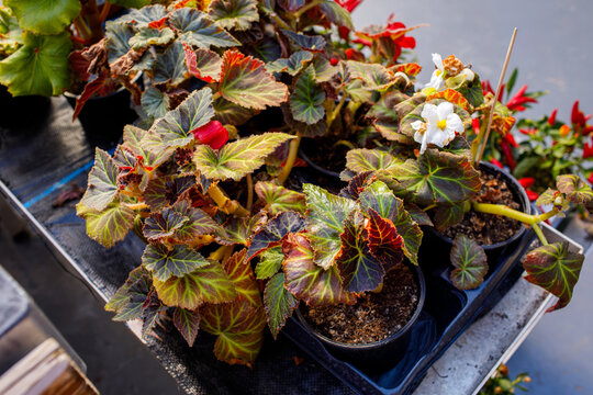 Colorful begonia plants growing in pots at garden nursery, tuberous begonia with decorative leaves and red pink white flowers displayed on tray for sale