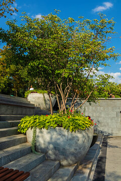 Large vases with trees and flowers on a stone staircase in a park or city garden. Concrete pots and flower beds are elements of urban landscaping