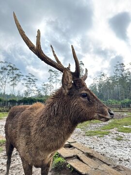 Majestic deer stands with impressive antlers