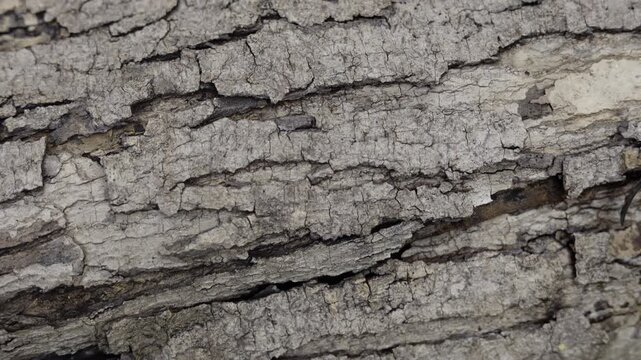 Close Up Of Ancient Wood Texture