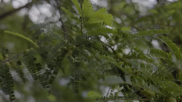 Fresh Indian Gooseberry Fruits Growing