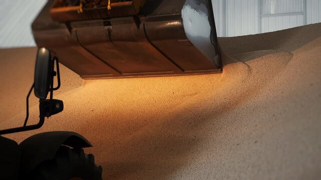 Large volume of harvested grain pouring into an agricultural storage facility after harvest, showing bulk crop unloading, handling and grain production.