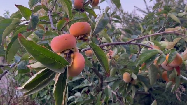 Persimmon fruits on tree branches with green and autumn leaves against blue sky, autumn harvest scene, seasonal fruit display, natural produce photography