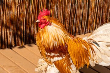 Colorful Ornamental Rooster with White Tail Feathers in Sunlight © Mario