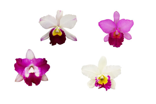 Four close-up images of beautiful and colorful Cattleya orchids in bloom, isolated on PNG files with transparent backgrounds.