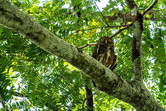 Asian barred owlet looking at camera while perched on a tree branch