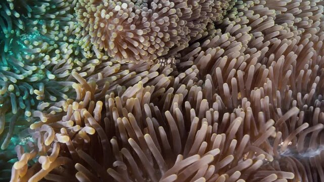 Close-up shot of a vibrant sea anemone with gentle tentacles swaying and moving naturally with the ocean current in a marine ecosystem