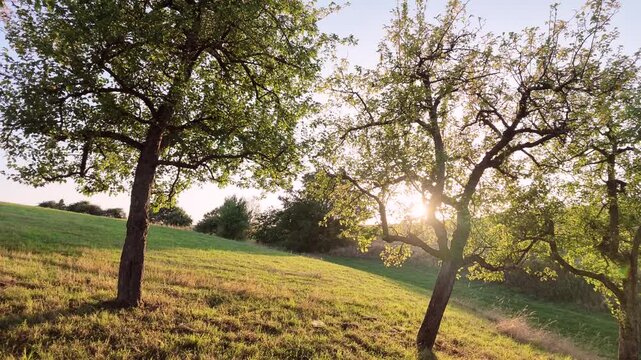 Alte Apfelb&auml;ume auf Streuobstwiese im Gegenlicht bei Sonnenuntergang, Schwenk