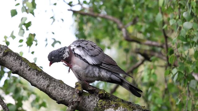 Wood Pigeon, Columba palumbus, scratching its head with a foot while perched on a birch branch, slow motion
