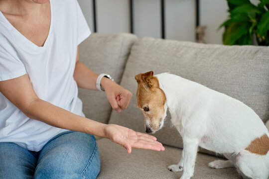 Woman playing treat guessing game with Jack Russell terrier at home