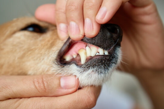 Checking dog teeth and gums at home