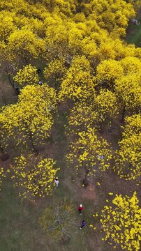 Vertical Video: Visitors walking along a path surrounded by blooming golden trumpet trees in a park