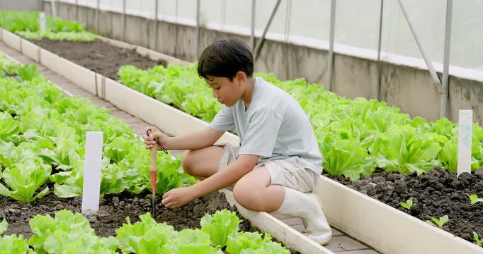 Young Asian boy crouches at vegetable bed, loosening dark soil with hand cultivator beside lettuce in school greenhouse, developing gardening skill through practical environmental education.