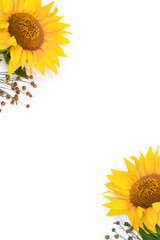 Obraz premium Yellow sunflowers with green leaves and flax seed pods on white background with copy space. Flat lay, top view