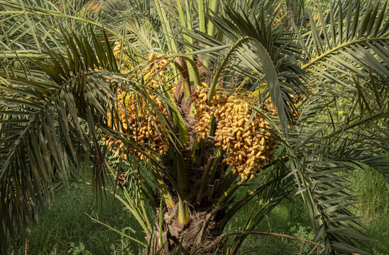 View of a date palm tree laden with clusters of ripe yellow dates, surrounded by lush green fronds in a plantation in Sukkur, Sindh, Pakistan.