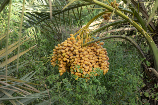 View of a large bunch of ripe yellow dates hanging from a palm tree in a lush orchard in Sukkur, Sindh, Pakistan.