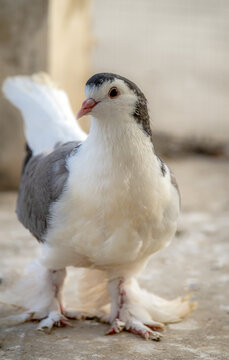 View of a fancy pigeon with white and grey feathers and feathered feet standing on a concrete surface in Multan, Punjab, Pakistan.