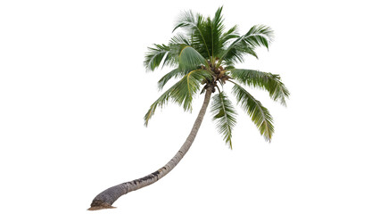 Single tall green palm tree leaning diagonally isolated on transparent background © Hanna