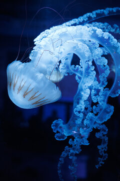 Compass jellyfish Chrysaora hysoscella swims underwater, showing brown bell markings, long tentacles and frilled oral arms. Concept of Scyphozoa anatomy, taxonomy and marine biology.