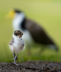 Masked lapwing chick (spur-winged plover, Vanellus miles) with adult parent blurred in background, Australia © David