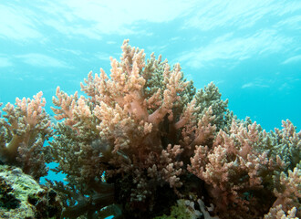 Lemnalia soft coral in a shallow reef Boracay Island Philippines © Paulo Violas